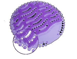 FRESH WAVE URINAL FRAGRANCE